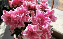 記事サムネイル画像